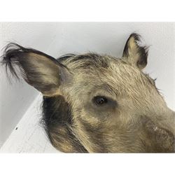 Taxidermy: African bushpig (Potamochoerus larvatus), male shoulder mount looking straight ahead, with mouth agape,  D55cm