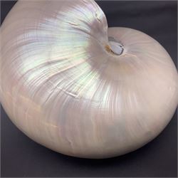 Conchology: pair of pearl nautilus shells, L20cm