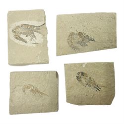 Four fossilised shrimp (Aeger tipularius) each in an individual matrix, age; Cretaceous period, location; Carpopenaeus callirostris Hjoula, Lebanon, largest matrix H6cm, L6cm  