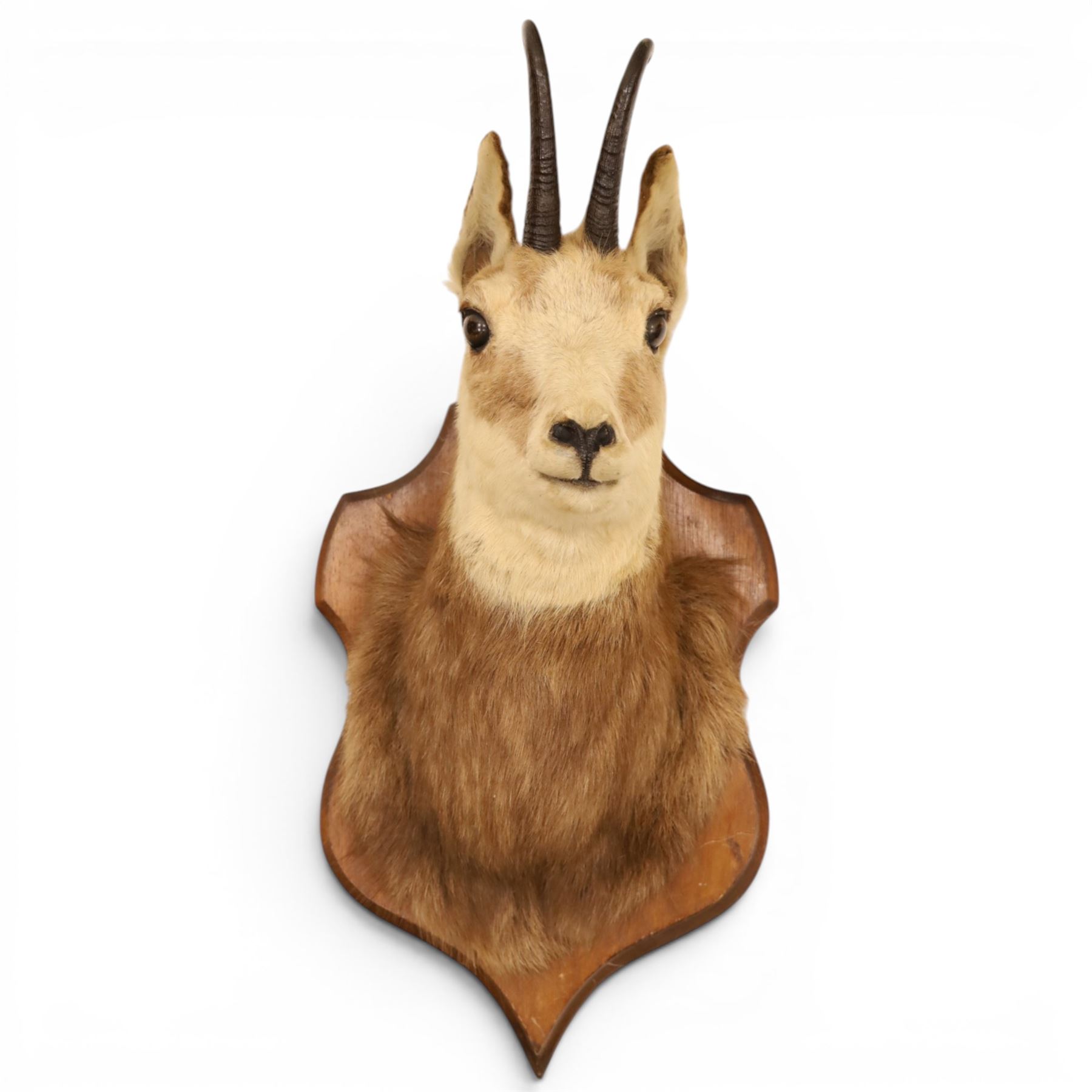 Taxidermy - Alpine Chamois (Rupicapra rupicapra), adult male shoulder mount with head facing front, mounted on wooden shield, H64cm