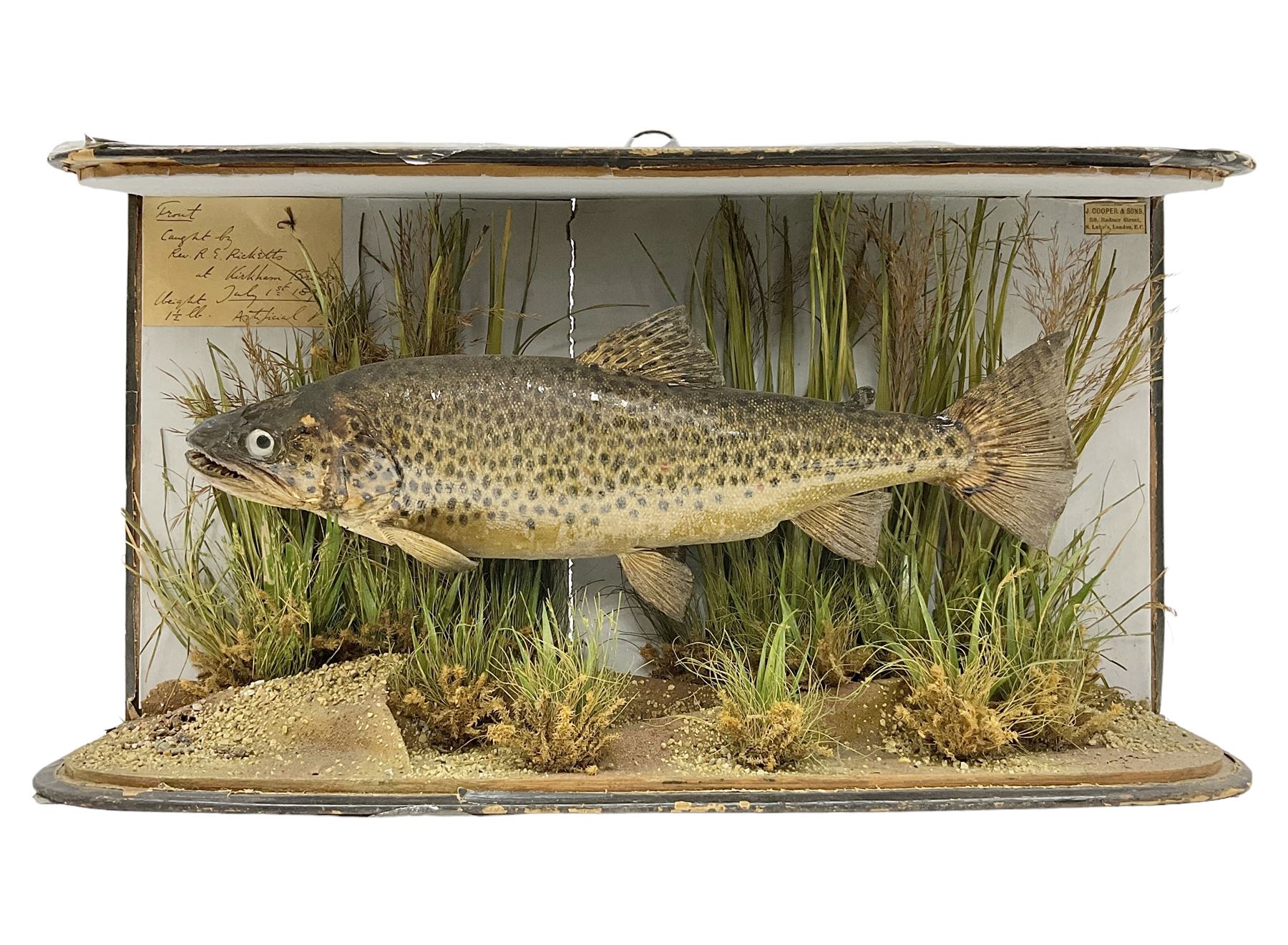 Taxidermy: Brown trout (Salmo trutta), preserved by John Cooper & Sons, 28 Radnor Street, St Luke's, London, skin mount set above a pebbled river bed with reeds and grasses, set against blue painted back drop, inscription to the back drop 'Trout caught by Rev R.S. Ricketts at Kirkham Bridge July 1st 1890, artificial fly, weight 1.5lb', L50cm H26cm 