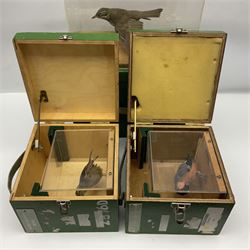 Taxidermy: Three british birds adult mounts, Redwing (Turdus iliacus), House Sparrow (Passer domesticus) and Bullfinch (Pyrrhula pyrrhula), each individually cased in clear plastic display cases, with wooden carry cases, largest example H20cm, L32cm 