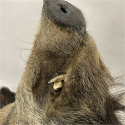 Taxidermy: European Wild Boar (Sus scrofa), adult male shoulder mount looking straight ahead