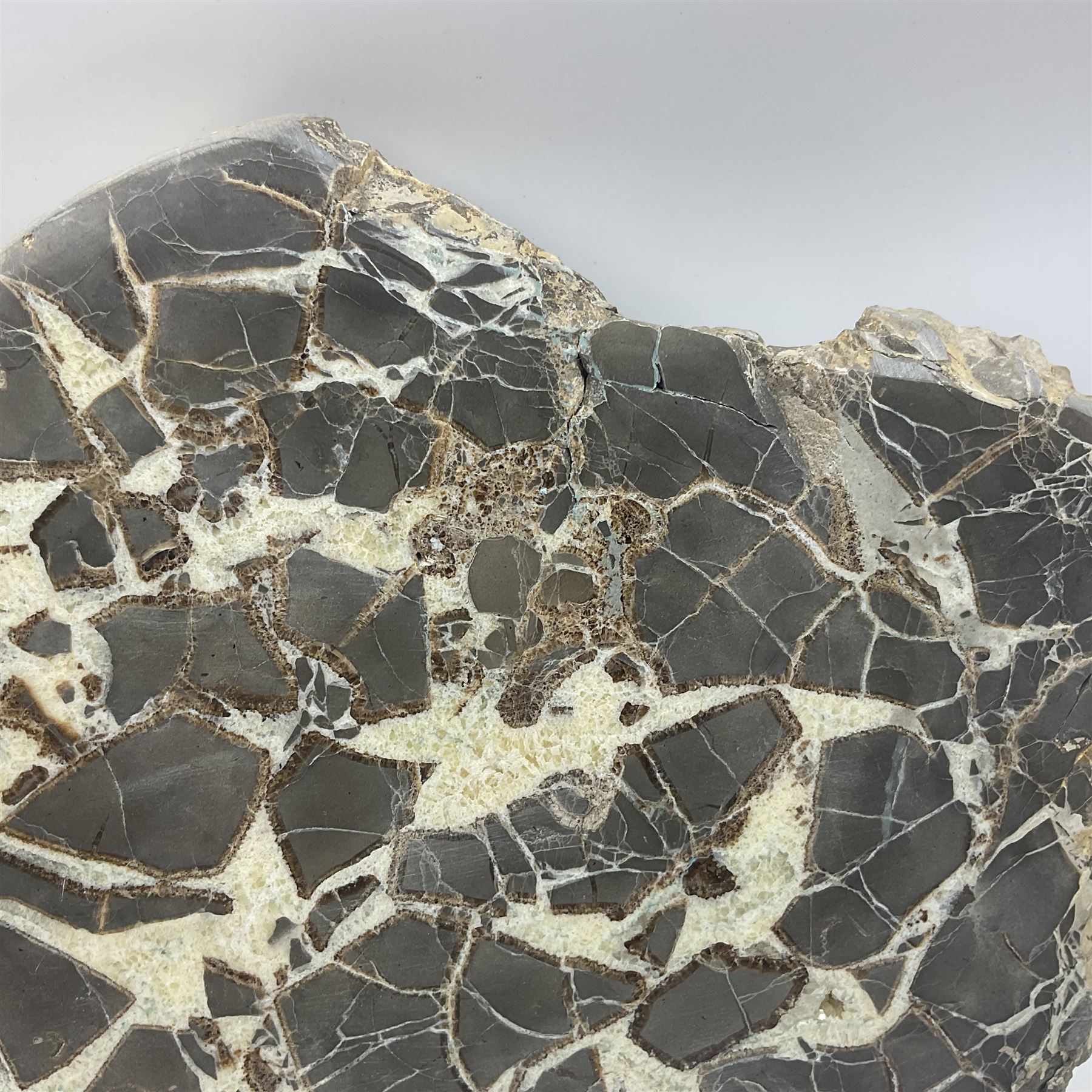 Septarian slice, polished, with a calcite centre and argonite/siderite lines within limestone rock, L26cm, W19cm