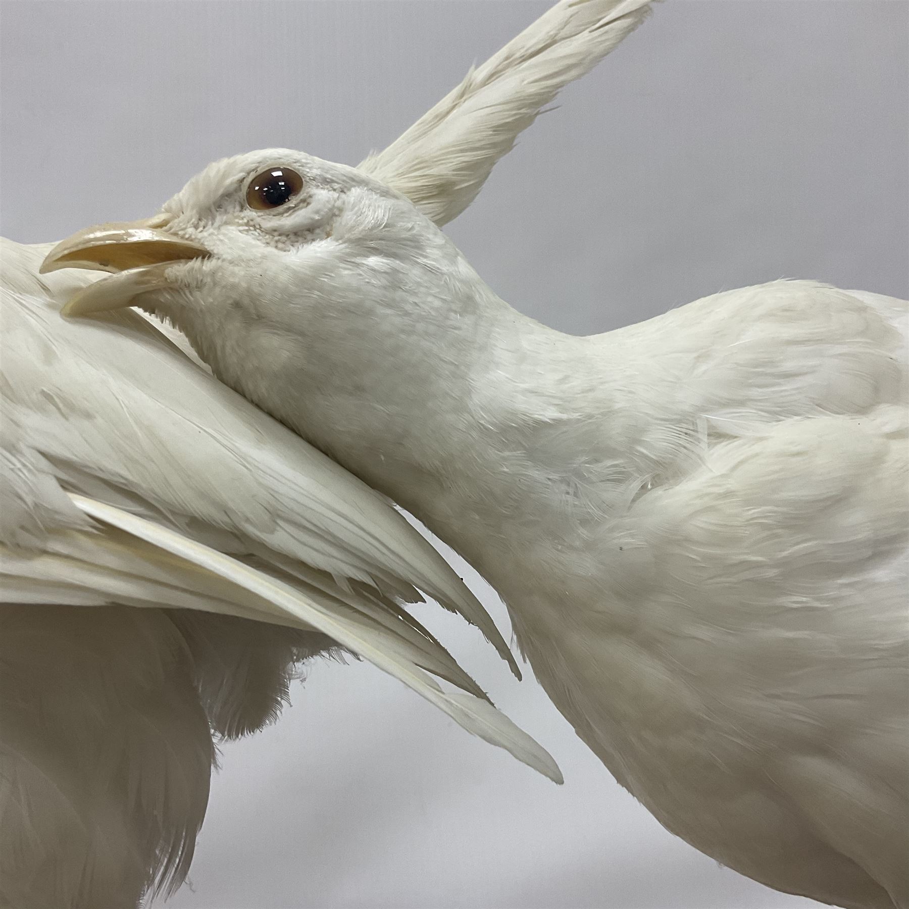 Taxidermy; pair of Common Pheasants (Phasianus Colchicus), white cock and hen adult mounts, upon a wooden base, H51cm  