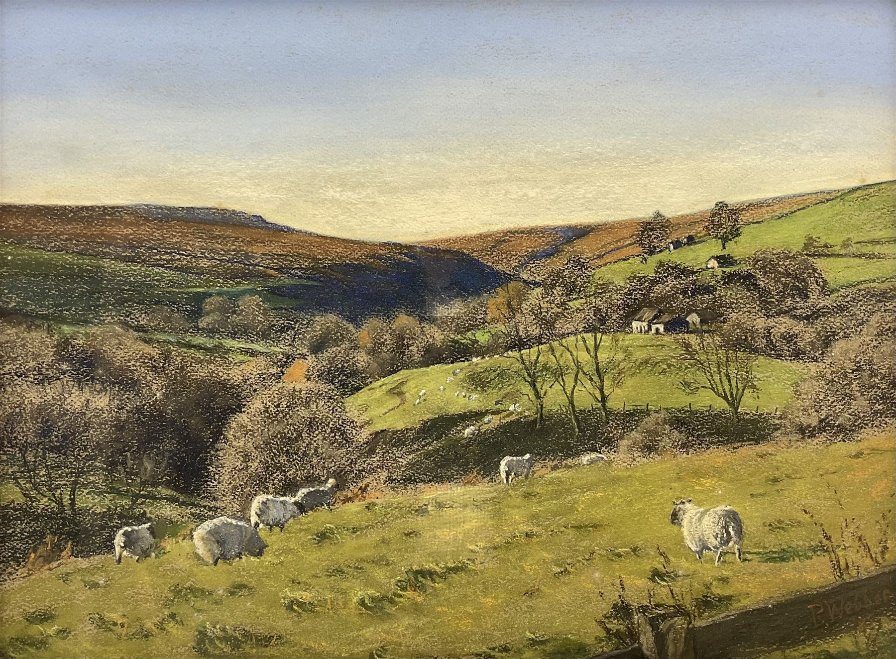 Peter Webber (Yorkshire Contemporary): Sheep Grazing on the 'Yorkshire Wolds', pastel signed and dated '87, titled verso 36cm x 48cm