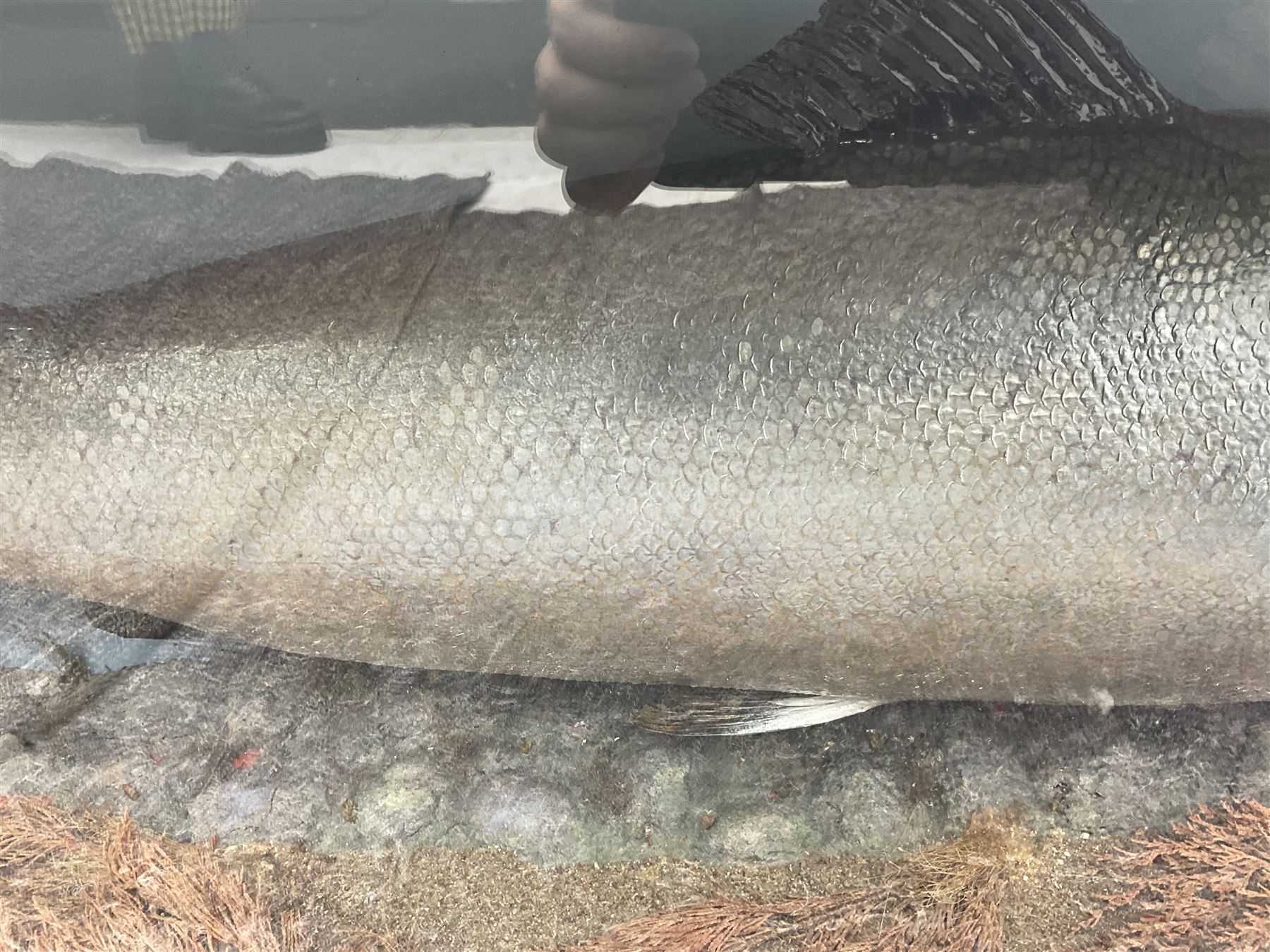 Taxidermy: Large Scottish Salmon (Salmo salar), circa 1885, set above a pebbled river bed with reeds and ferns, against blue painted back drop, enclosed within an ebonised bow-front display case, with paper label verso 'Cased by P.D Malloch, Male salmon 52lbs from the Tay June 1907 first return from the sea, in page 123 Book Life History & Habits of the Salmon Sea Trout & Other Freshwater Fish by P D Malloch 1912, Researched by Fred Buller', L140cm H49cm D33cm
