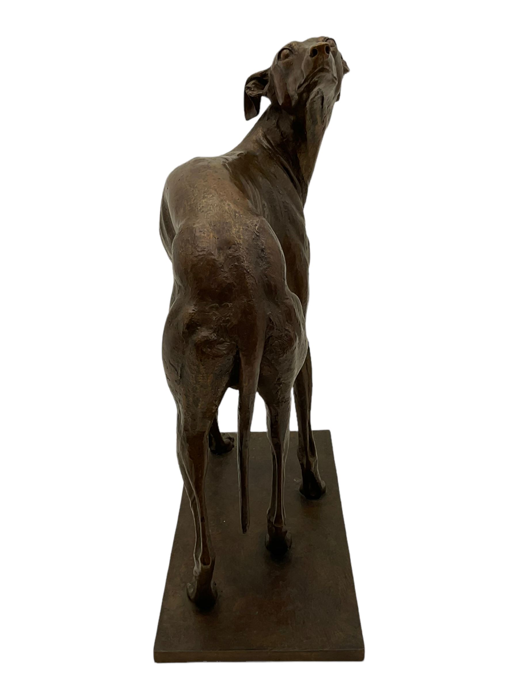 Sally Arnup FRBS, ARCA (1930-2015): Whippet Standing, bronze, signed and numbered VIII/X, upon short rectangular plinth, overall H63cm L49cm W23.5cm 


