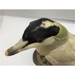 Taxidermy: Common Eider (Somateria Mollisima), full mount drake, upon an oval base, decorated with oyster shells, H42cm
