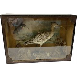 Taxidermy: late 19th century cased display of Curlew (Numenius arquata) and Kingfisher (Alcedo atthis) in flight, in a naturalistic setting with a hand painted engraving, background depicting a boat upon a river, enclosed in a single pane display case, H43cm, L61cm