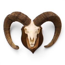 Antlers/Horns - European Mouflon (Ovis aries musimon), set of adult Mouflon ram horns on u...
