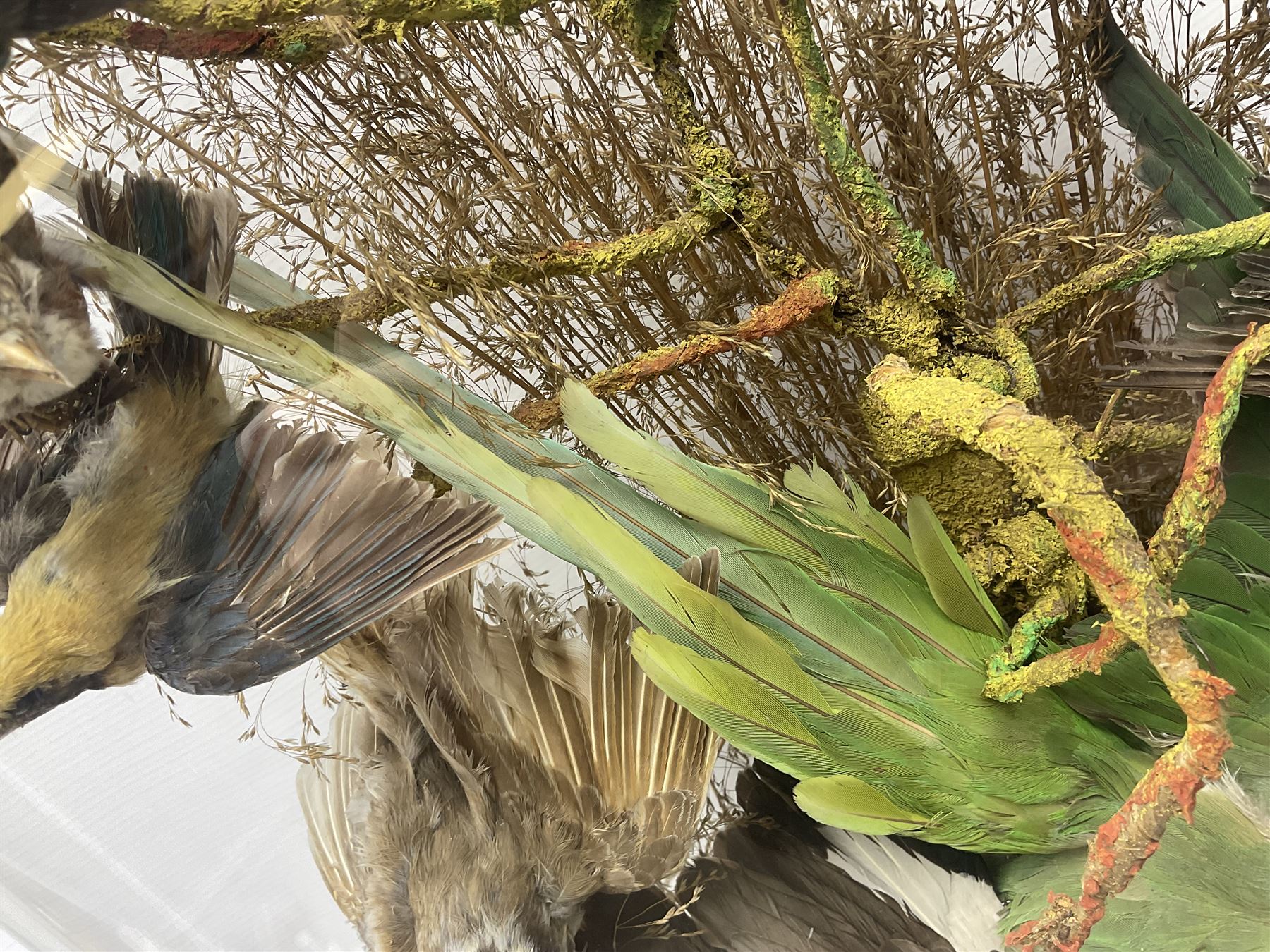 Taxidermy; large Victorian domed taxidermy diorama study of birds, with seventeen specimens including Ring Necked Parakeet, Blue Winged Warbler and Blackbird, the glass dome upon an ebonised wooden base, H77cm, W44cm