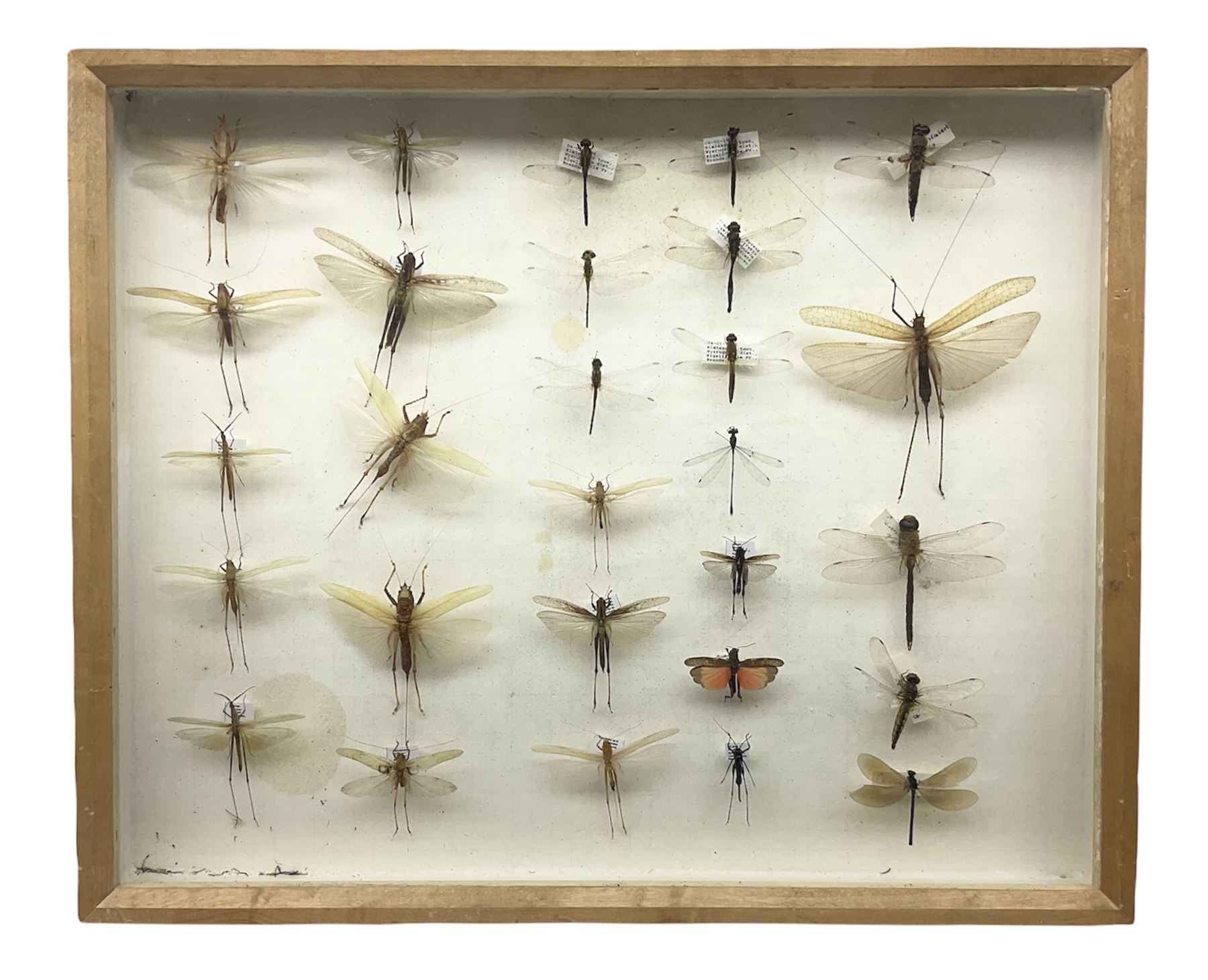 Entomology: Glazed entomology collector's drawer display of various Australian and African Locusts and Dragonflies, twenty-eight assorted specimens, collected from various regions of Australia and Africa, each with attached data labels, H42cm, L51cm