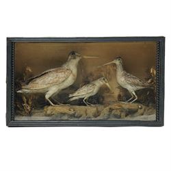 Taxidermy - Three woodcocks (Scolopax rusticola), modelled in a naturalistic setting, in p...