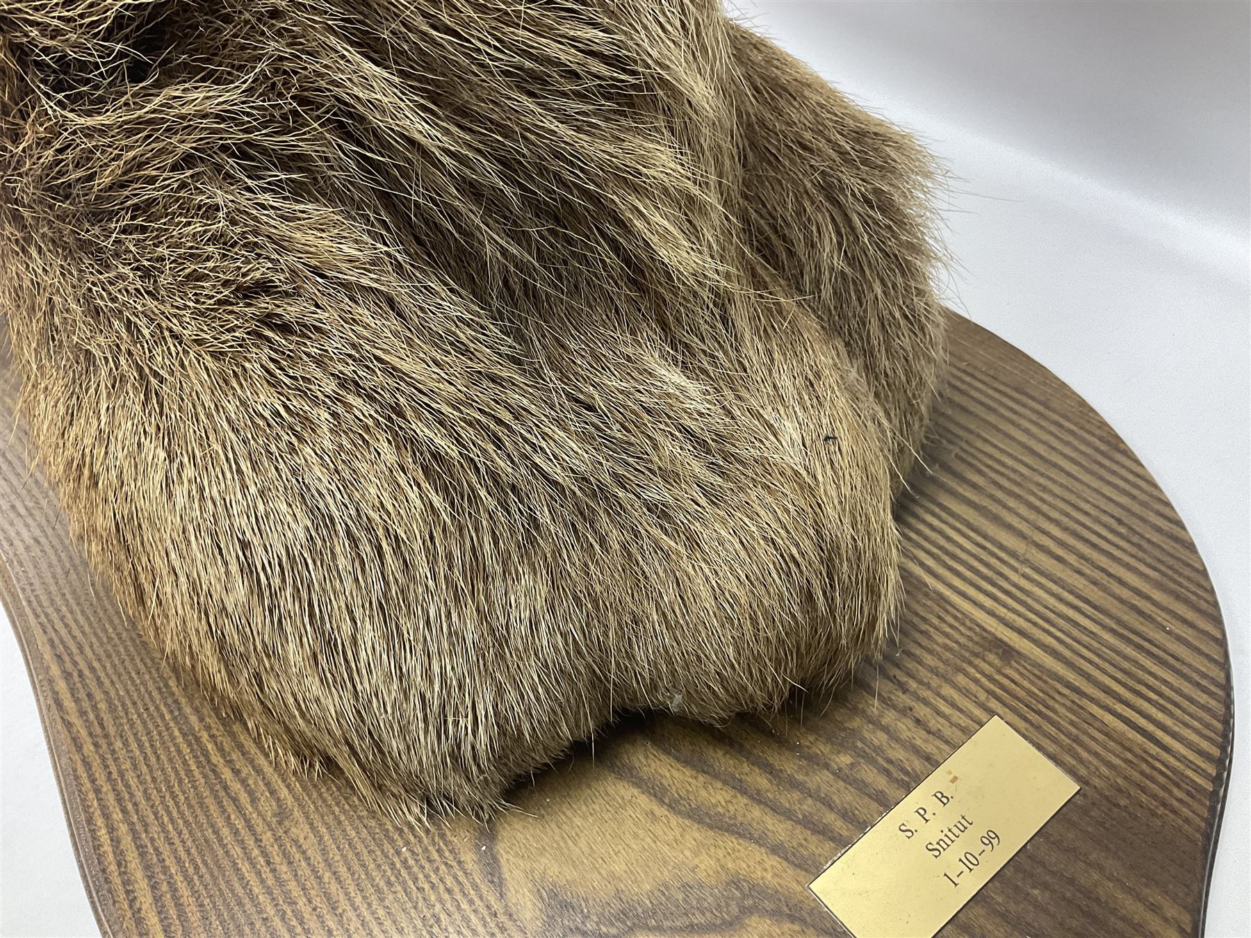 Taxidermy: Red Deer (Cervus elaphus), adult male imperial stag shoulder mount looking straight ahead, ten point antlers, mounted upon a shaped wooden shield, D65cm