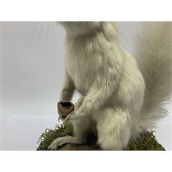 Taxidermy: Victorian albino Squirrel (Sciurus vulgaris), full mount adult, holding a hazelnut, upon naturalistic ground, enclosed beneath later glass dome with ebonised base, H32cm