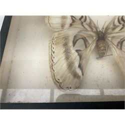 Entomology: cased Atlas Moth specimen (Attacus Atlas) and two wood figures of mountain goats