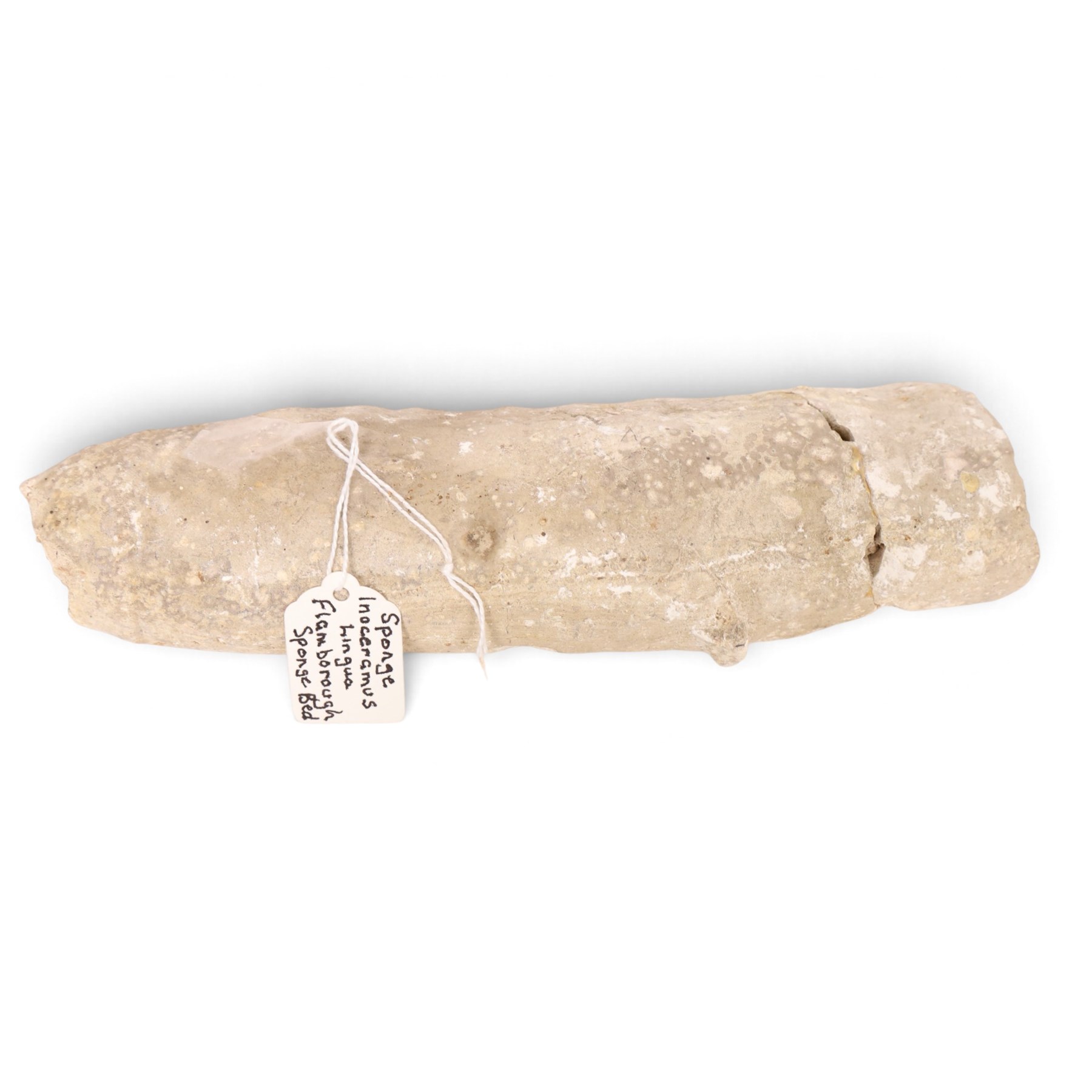 Fossil collections; including ray finned fossilised fish, ammonites Gryphaea, etc  
