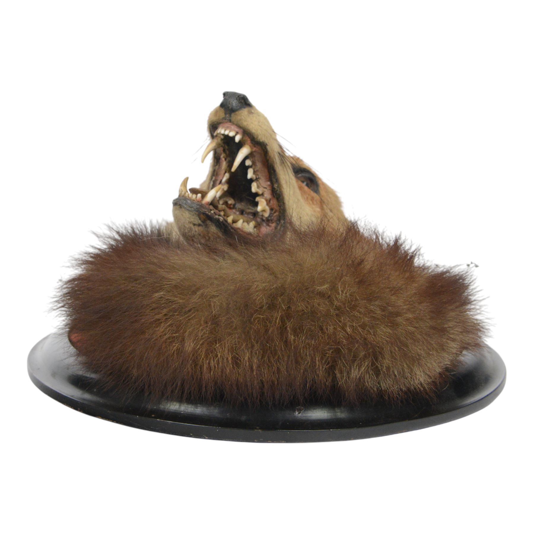 Rowland Ward (British Taxidermist 1848-1912); European Red Fox Mask (Vulpes vulpes), adult fox mask, mouth agape, with brush wrapped around a circular ebonised wall mount, with brass makers plaque 'R.Ward & Co naturalists 155 Piccadilly London - RTV