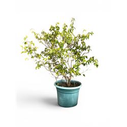 Camellia tree, planted in large circular plastic tub