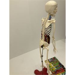 Billie Bones anatomy skeleton with set of magazines volume one to thirty four, skeleton H120cm. 