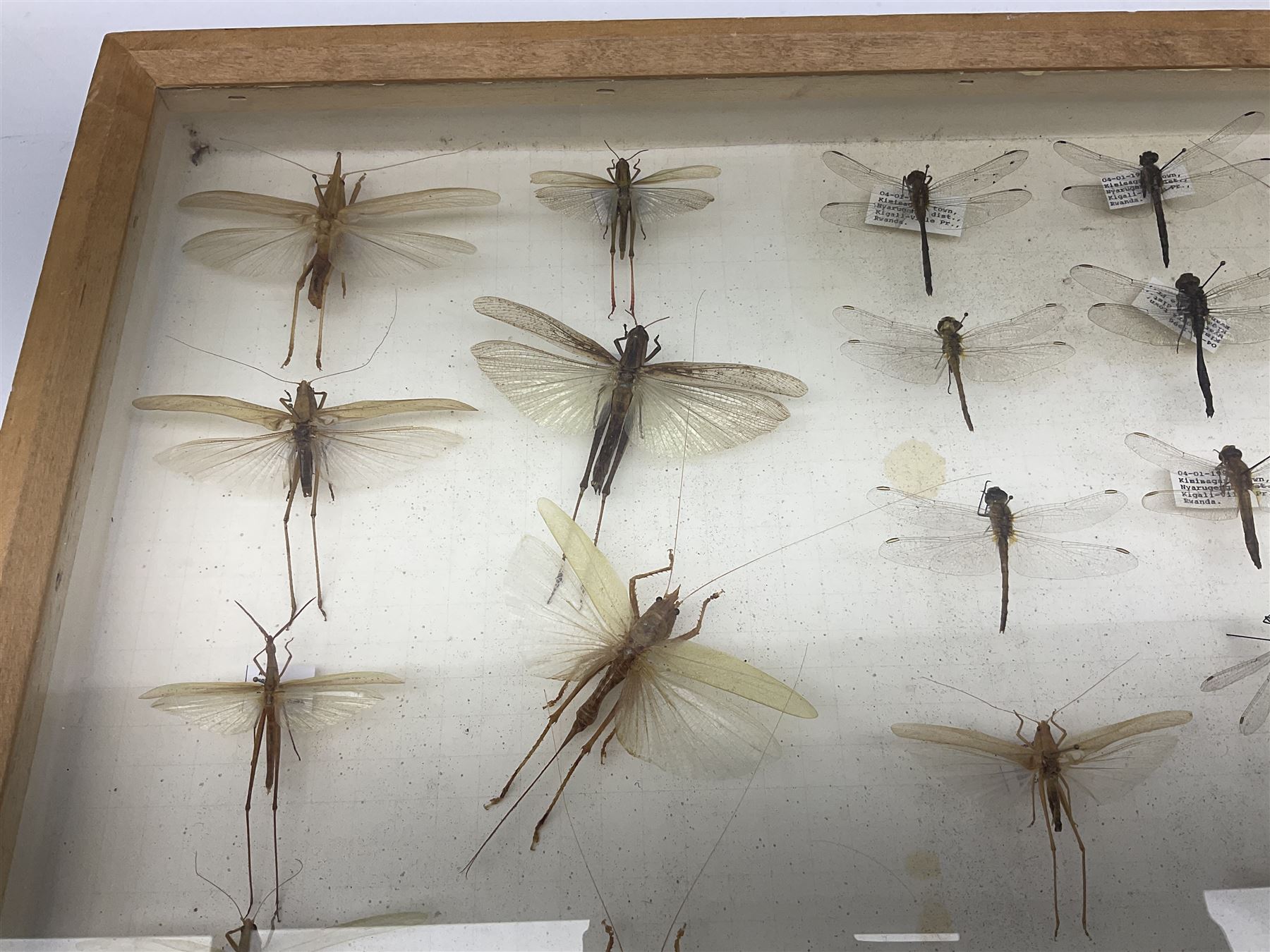 Entomology: Glazed entomology collector's drawer display of various Australian and African Locusts and Dragonflies, twenty-eight assorted specimens, collected from various regions of Australia and Africa, each with attached data labels, H42cm, L51cm