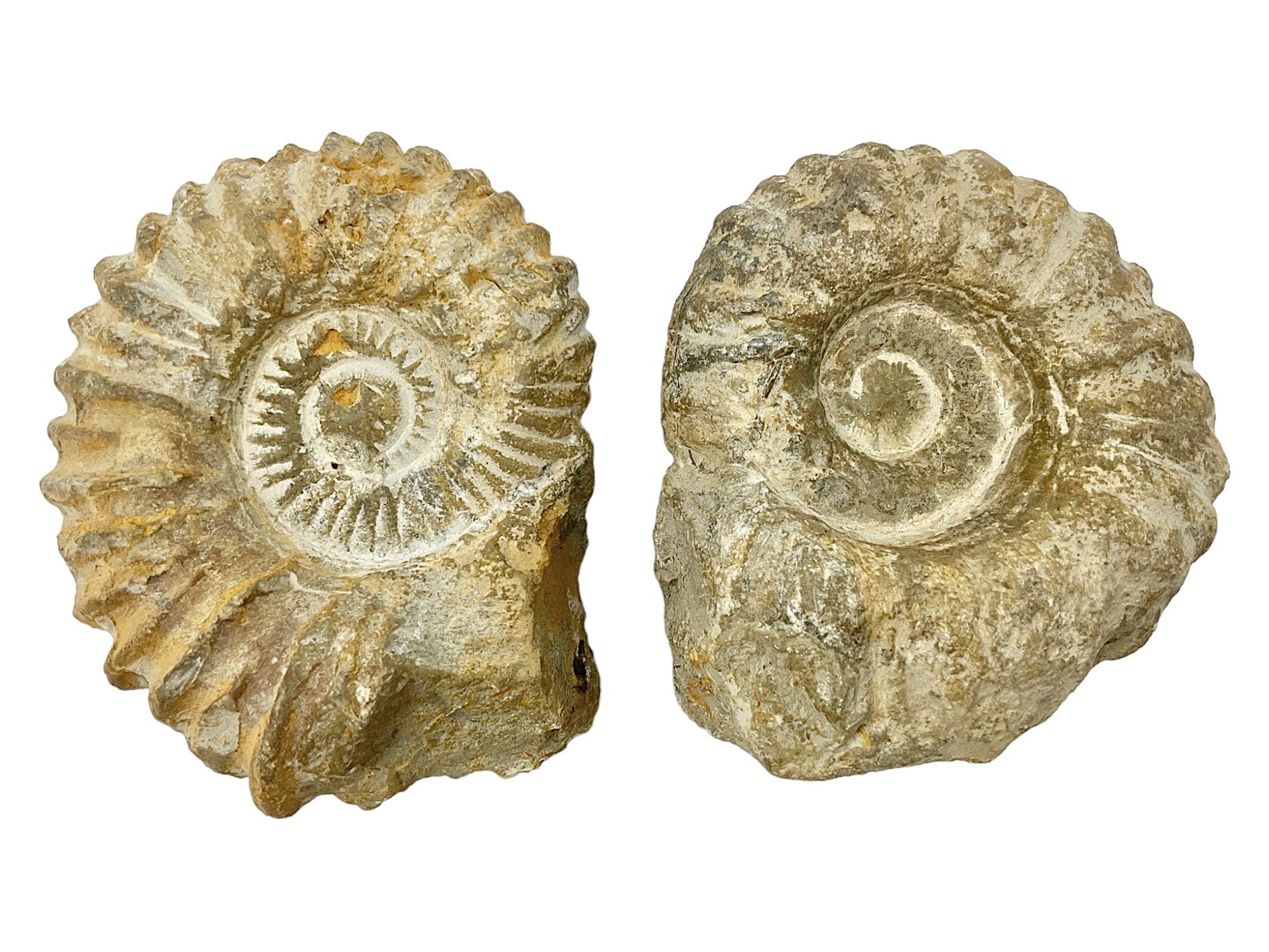 Pair of limestone Ammonite fossils, age; Cretaceous period, location; Morocco, D10cm