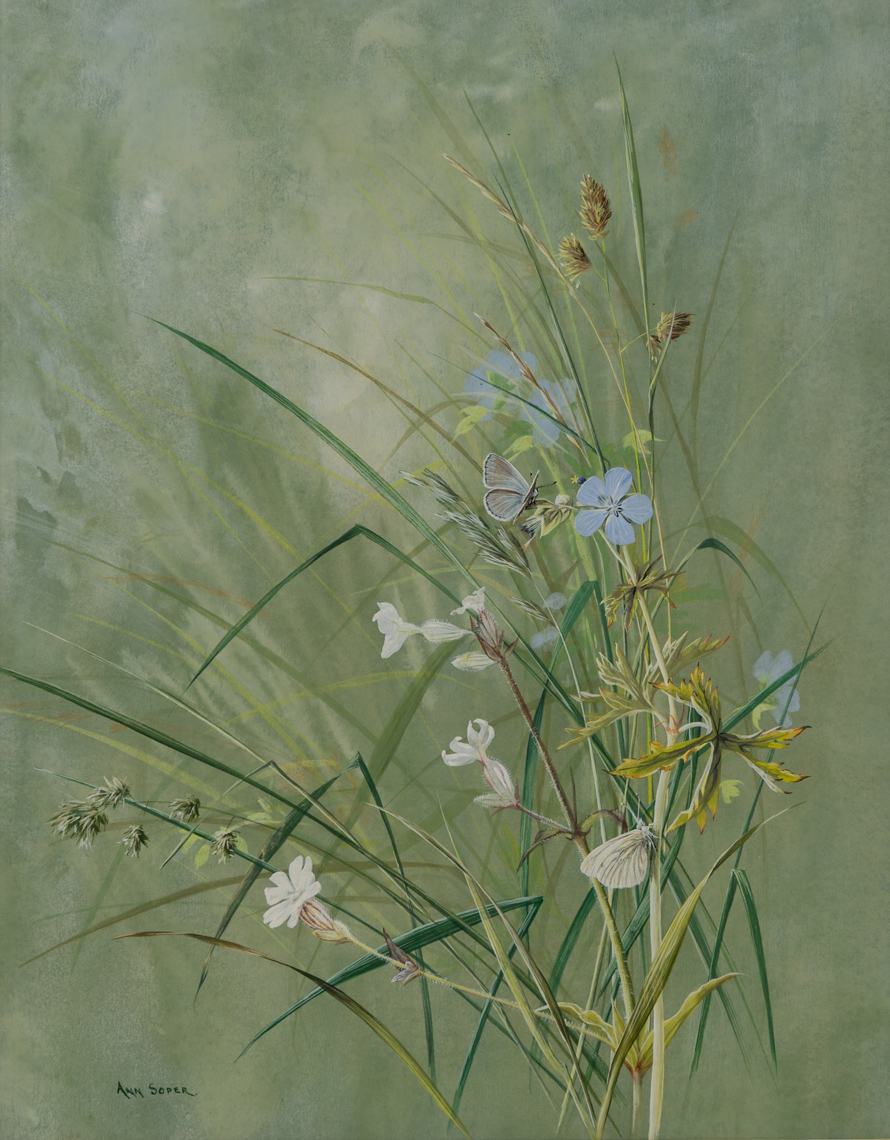 Ann Soper (British 20th century): Butterfly among Wildflowers, gouache signed 35.5cm x 28cm