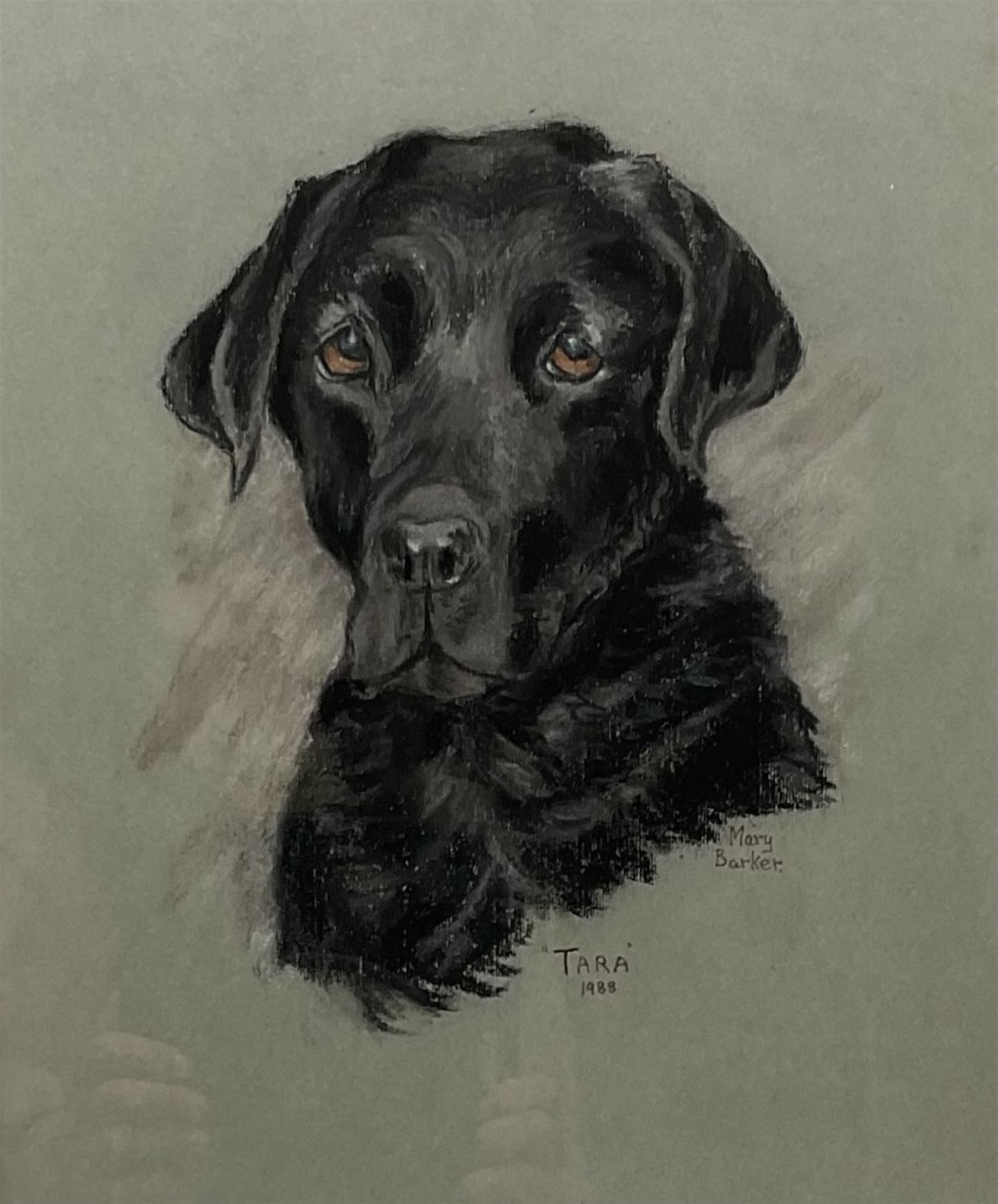Mary Barker (British 20th century): 'Tara' - Portrait of a Labrador, pastel signed titled and dated 1988, 31cm x 26cm