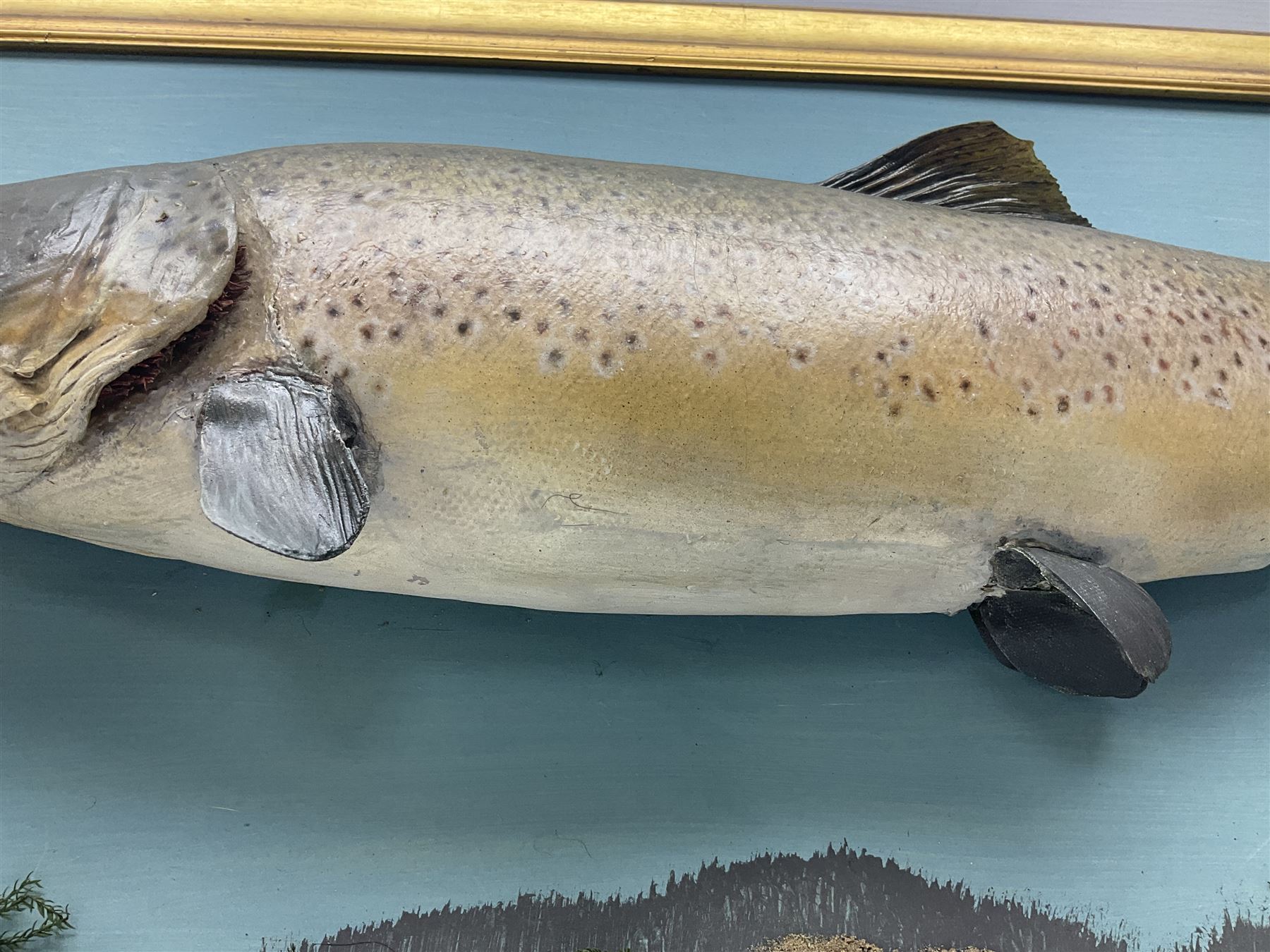 Taxidermy: Brown trout (Salmo trutta), skin mount on open display set against blue painted back drop with a gilt frame, H55cm, L89cm 