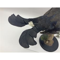 Taxidermy: Black Grouse (Lyrurus tetrix), full mount adult cockbird, open display perched upon a branch, H48cm