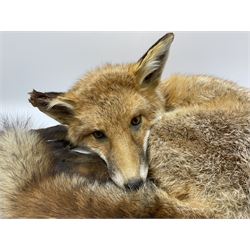 Taxidermy: Fireside red fox (Vulpes vulpes), a full mount adult fox in recumbent position, L44cm. 