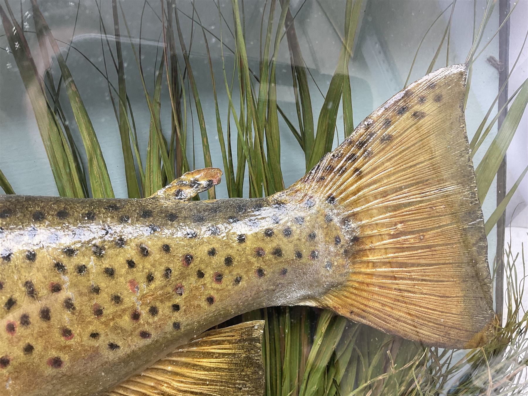 Taxidermy: Brown trout (Salmo trutta), skin mount set above a pebbled river bed with reeds and ferns, against blue painted back drop, enclosed within an ebonised bow-front display case, with 'Costa Beck June 8th 1920, Weight 3 3/4lbs',inscribed to the glass, H31cm, L62cm 