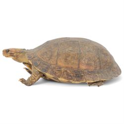 Taxidermy; Victorian novelty terrapin (Malaclemys terrapin) ashtray, together with another taxidermy terrapin, ashtray H8cm