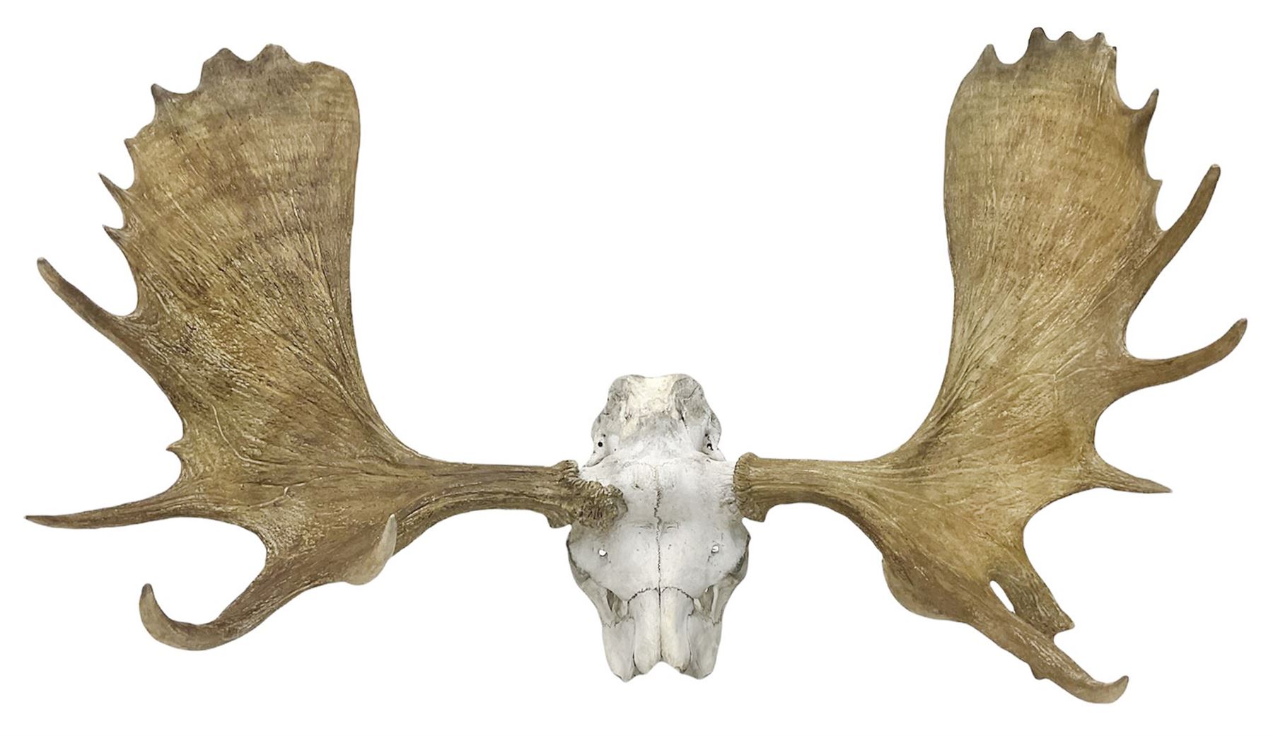 Antlers/Horns:Set of European Moose Antlers (Alces alces), a large set of adult bull Moose antlers on upper skull, widest span 114cm