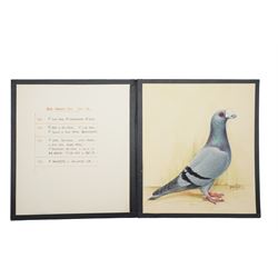 Harry Hoyle (Early 20th Century): Racing Pigeons - 'Blue Dragoon Cock 06-30' 'Blue Dragoon Hen 33-3330' and 'Blue Dragoon Cock 1918-22', set of three pencil and watercolours heightened with white, each signed and dated 1933 or 1934, accompanied with the winning history of each pigeon, each approx. 20.5cm x 18cm (3)