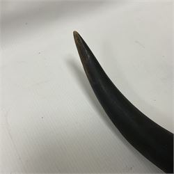 Antlers/Horns: Greater Kudu (Tragelaphus Strepsiceros), Pair of Kudu curved horns on partial skull, mounted on an oak shield, H120cm