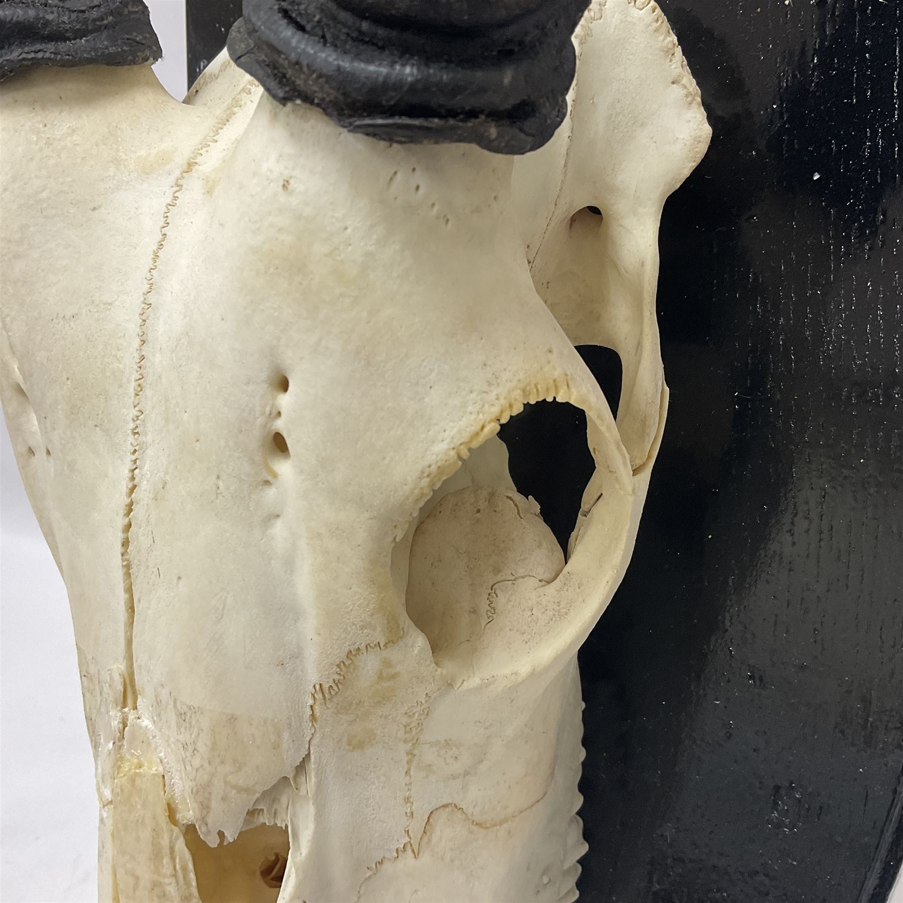 Antlers/Horns: Gemsbok Oryx (Oryx gazella gazella), pair of oryx curved horns on partial skull, mounted on an ebonised shield, H130cm