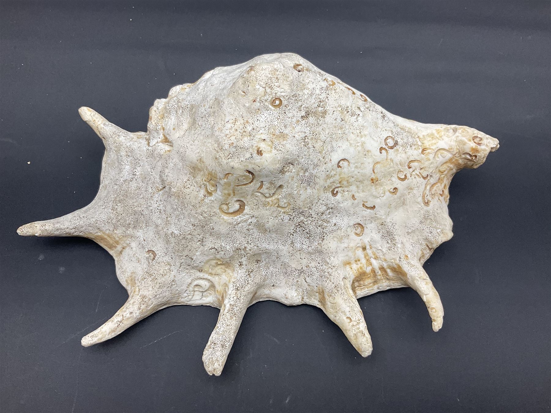 Conchology: selection of conch shells, to include horned examples, largest H17cm, L24cm