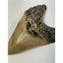 Large Megalodon (Otodus Megalodon) tooth fossil, with fine serrations, age; Miocene period location; Java, Indonisia, H13cm, W9cm 
Notes; Believed to have grown as large as 18 metres, the Megalodon was the largest shark and one of the most dominant marine predators ever to have existed. It roamed the ancient seas for around 20 million years until their extinction around 3.6 million years ago. Megalodon teeth vary in colour and ton. influenced and coloured over the millennia by the conditions in which they are preserved