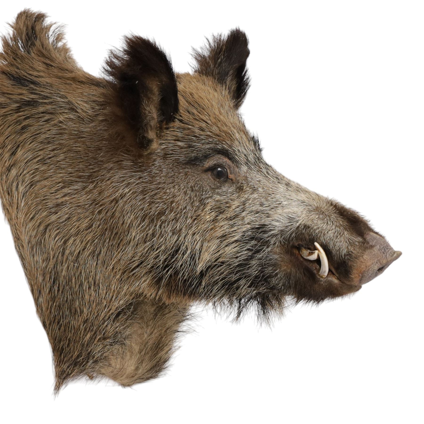 Taxidermy: A European Wild Boar (Sus scrofa), adult neck mount looking straight ahead, 50cm from wall