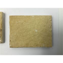 Six dendrite crystals each in an individual sandstone plaque, each plaque H6cm, L8cm