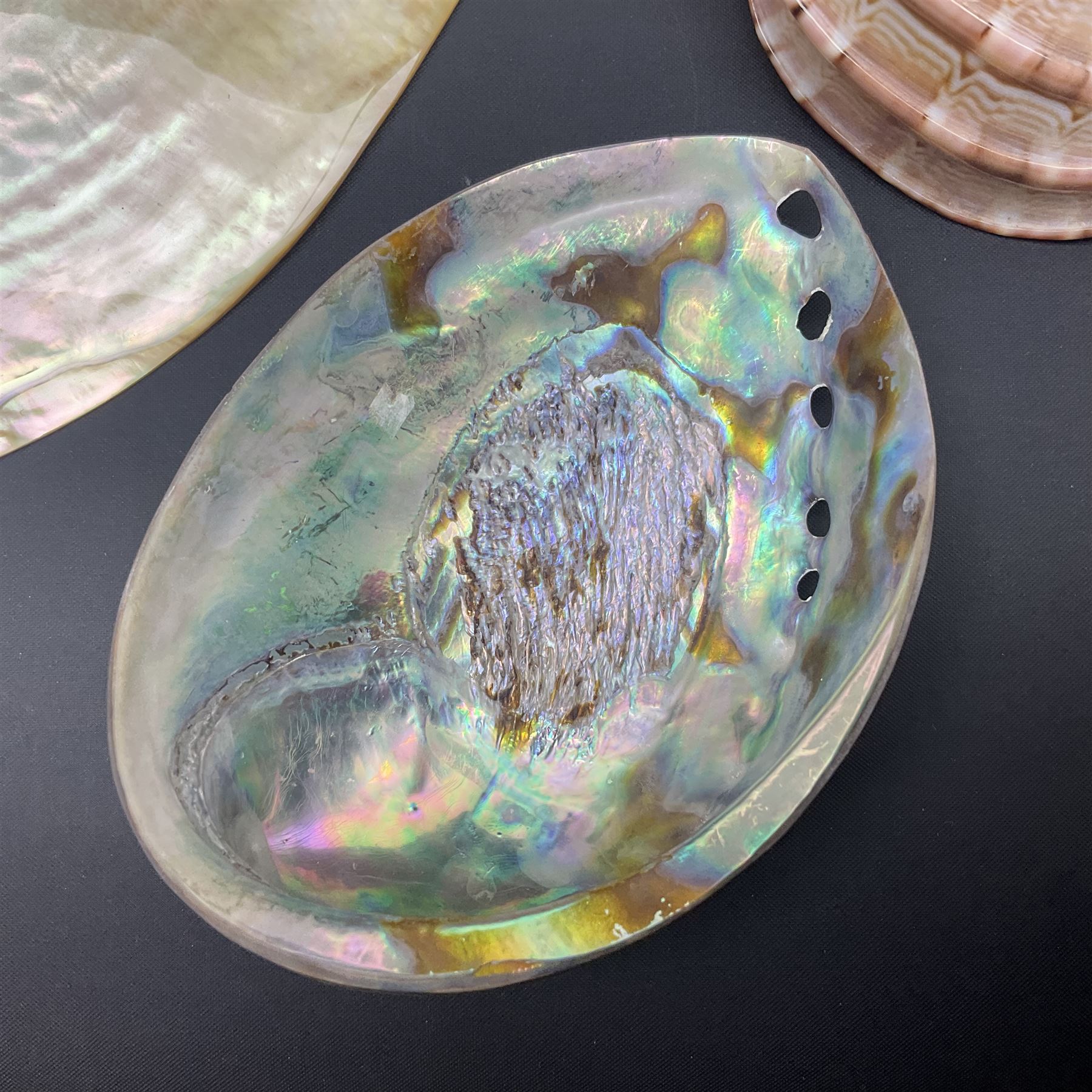 Conchology: selection of shells, including gold pearl oyster shell, mother of pearl turbo marmaratus shell, Cypraecassis Rufa red helmet shell, Mitre shell, Paua shell and others, largest D19cm