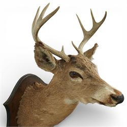 Taxidermy - Red Deer (Cervus elaphus), an adult stag shoulder mount with head turning to the right, mounted upon a wooden shield, W37cm H89cm extension 48cm 
