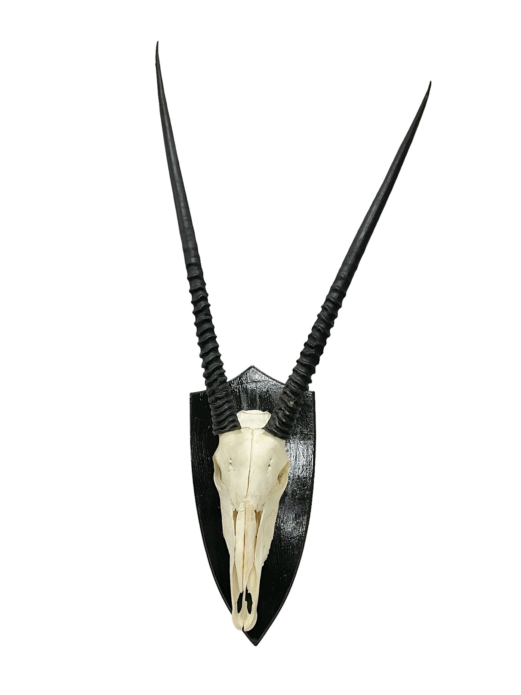 Antlers/Horns: Gemsbok Oryx (Oryx gazella gazella), pair of oryx curved horns on partial skull, mounted on an ebonised shield, H130cm