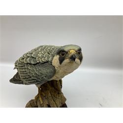 Country Artists figure of a peregrine falcon ' Lord of the Skies ' by David Ivey, limited edition, H44cm, together with two Sherratt and Simpson figures, both of peregrine falcons perched on branches. 