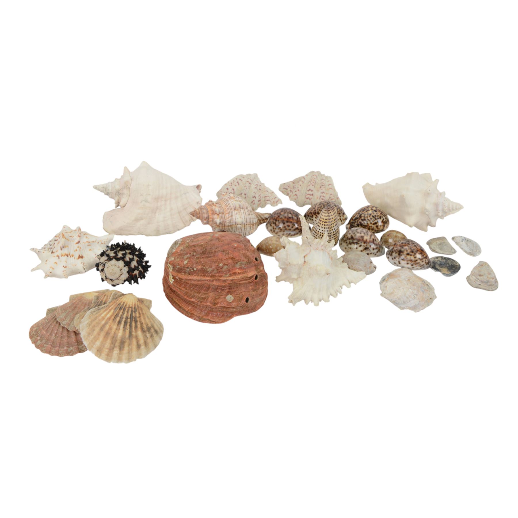 Conchology; Collection of seashells and coral, including Red Abalone shell, Hexaplex Callidinus, verious Cowrie shells, Leopardus cone etc, CITES Appendix II this lot is available to UK buyers only