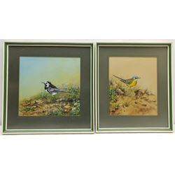 John Caffrey (British 1938-2016): Grey Wagtail and Wagtail, near pair watercolours signed and dated 1973 and 1974 respectively max 24cm x 26cm (2)