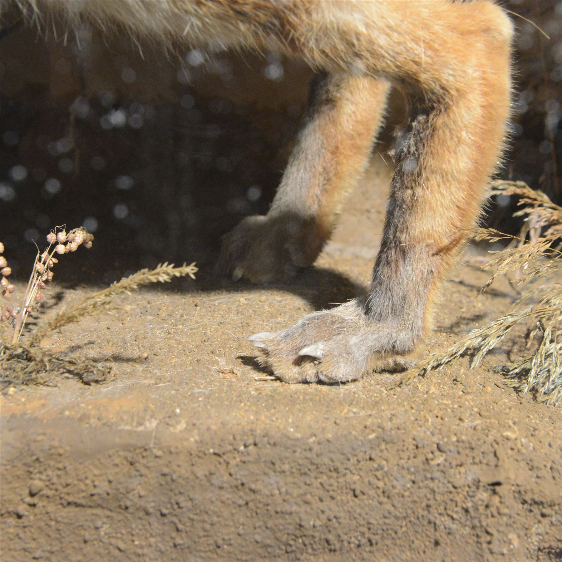 Taxidermy: cased diorama of Red Fox (Vulpes vulpes), full mount adult fox in stalking pose, crouched upon a large painted faux rock ledge above a hidden cowering rabbit and stout below, enclosed within ebonised single glass display case, H62cm, L125cm, D37cm