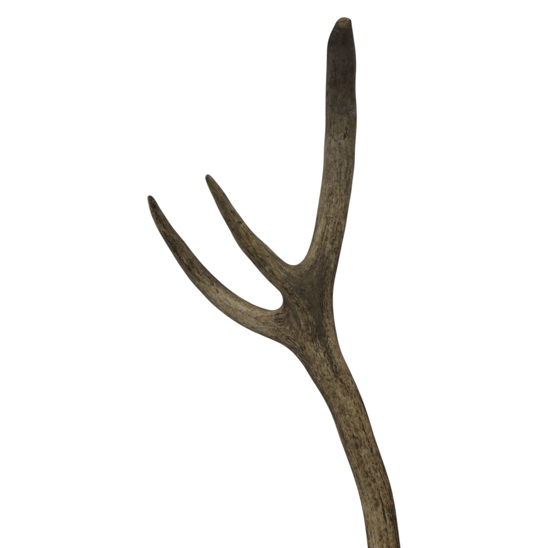 Antlers/Horns: Pair of Red Deer (Cervus elaphus) antlers on skull, H110cm